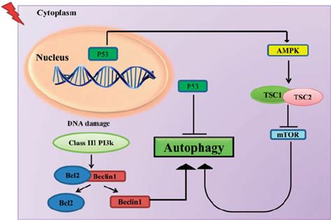 Schematic Model Illustrating The Possible Signaling Pathways Induced