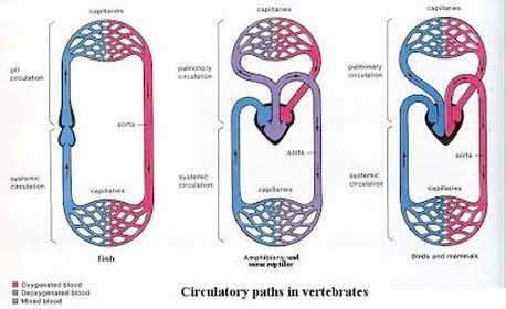 Circulatory System - Lemurs