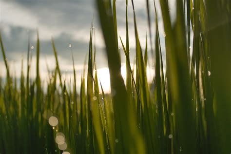 Grass Green Clouds Free Photo On Pixabay Pixabay