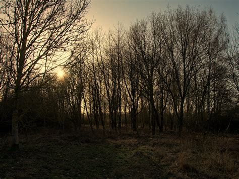 Londonthorpe Woods Lincolnshire January Th Paul Clark Flickr