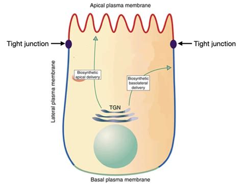 Epithelia Structure And Transport Lab