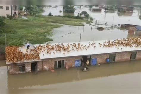 玉林降特大暴雨，养鸡场被淹损失惨重，主人将幸存的鸡转移至房顶