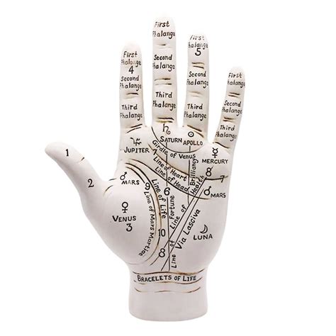 Large Palmistry Hand - Etsy