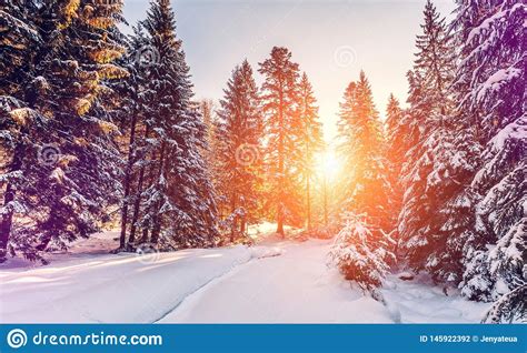 Wonderful Wintry Landscape Winter Mountain Forest Frosty Trees Under