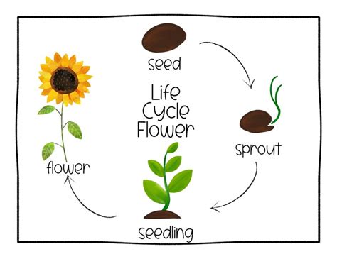 Life Cycle of a Flower Preschool Curriculum Preschool - Etsy