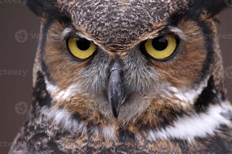 Great Horned Owl Eyes 1021016 Stock Photo at Vecteezy