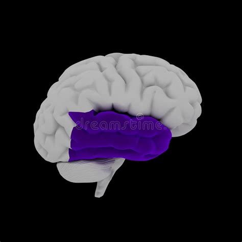 Temporal Lobe Stock Illustrations 1473 Temporal Lobe Stock