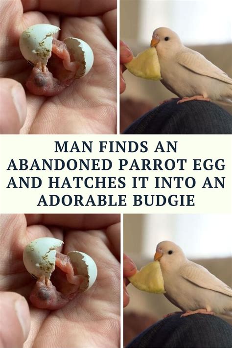 Why Do Parakeets Abandon Their Eggs Master Parrot