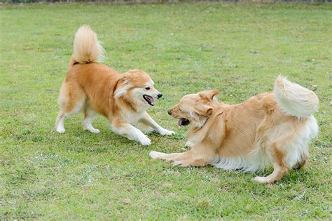 愛犬と一緒にドッグランへ！気をつけたいマナーとルール｜アクサダイレクト