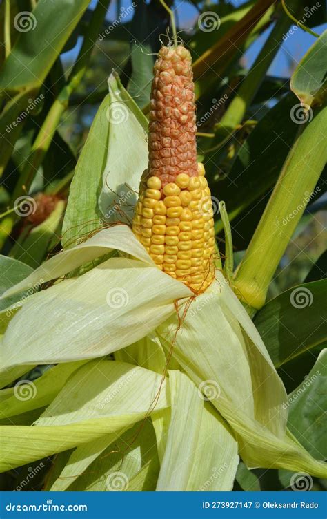 A Corn Stalk With The Corn Ear Corn Cob That Misses Kernels On The Tip Because Of Bad