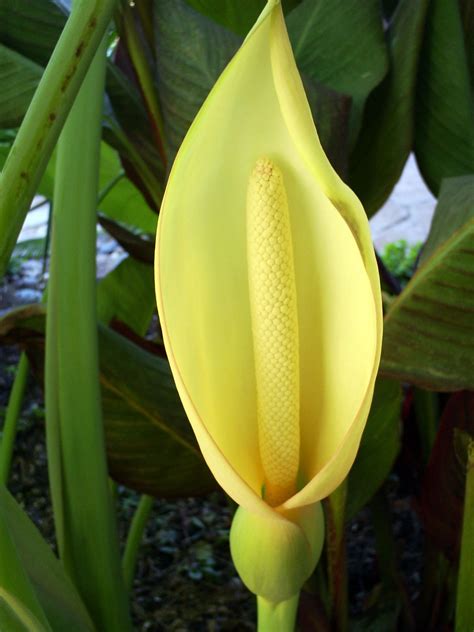 Elephant Ear Plant Flower One Of The Elephant Ear Plants Here At