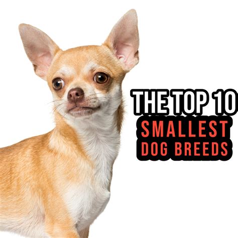 Top 10 Small Dog Breeds - HubPages