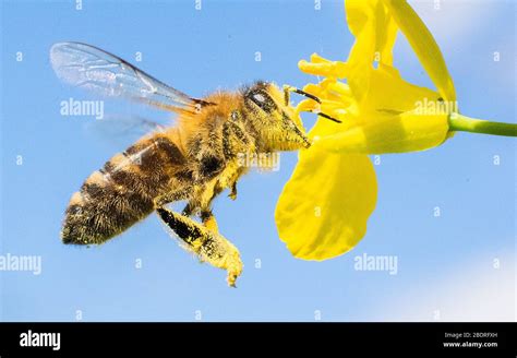 Dpatop April Niedersachsen Hannover Eine Mit Pollen