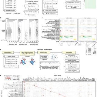 Molecular Tissue Regions Across The Adult Mouse Cns A Schematics Of