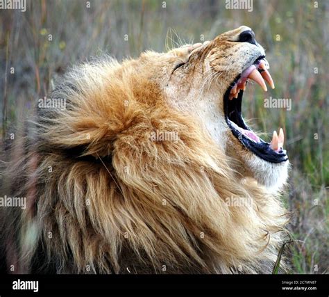 Lion Roaring Side View