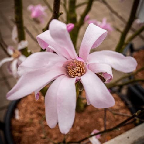 Magnolia Leonard Messel 10 Litres Shrubs Tates