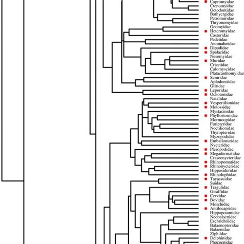 Phylogeny Of Mammalian Families From Timetree Org A Red Square