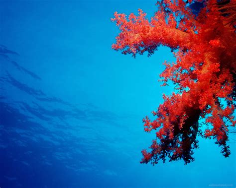 Download "A Blooming Palette of Colorful Coral" | Wallpapers.com