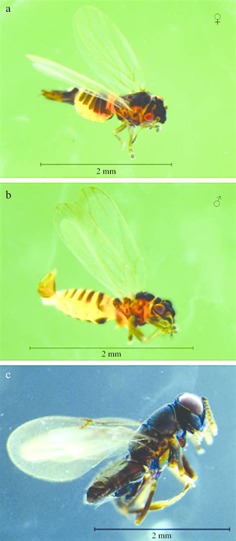 Fêmea A E Macho B De Ctenarytaina Eucalypti E Adulto De Download Scientific Diagram