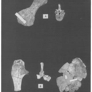 taphonomic class iii isolated entire bone elements radius