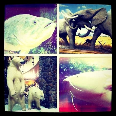 Cabela's Kansas City | Fish pet, Pets, Animals