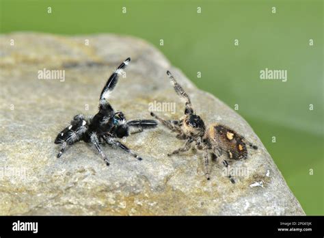 Regal Jumping Spider Phidippus Regius Adult Pair In Courtship