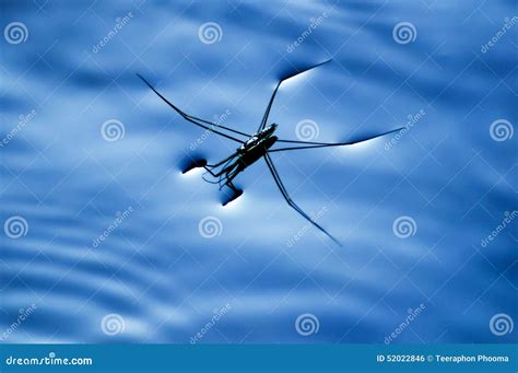 Water Striders Stock Photography | CartoonDealer.com #52022846