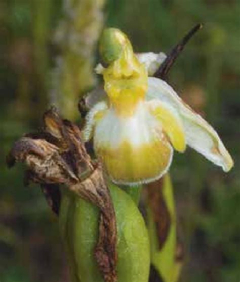 Ophrys Apifera Var Bicolor F Flaveola Cesane Urbino Pu