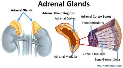 Pictures Of Adrenal Glands