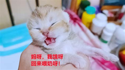 早产独苗小奶猫生下十天体重太轻，猫妈大把时间在跟怀孕女儿撒娇 Youtube