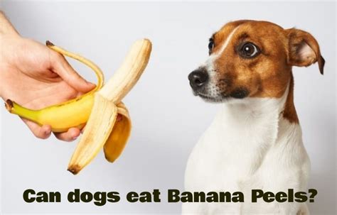 Can Dogs Eat Banana Peels