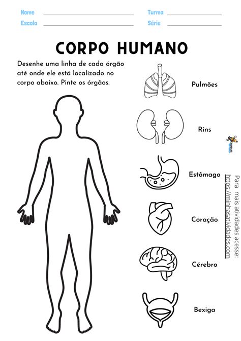 Atividades Sobre órgãos Do Corpo Humano Para Imprimir