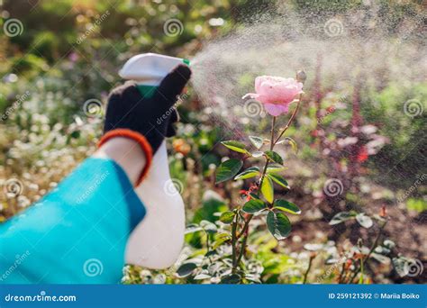 Protección De Las Plantas Contra El Hongo Jardinero Roce Rosas Con