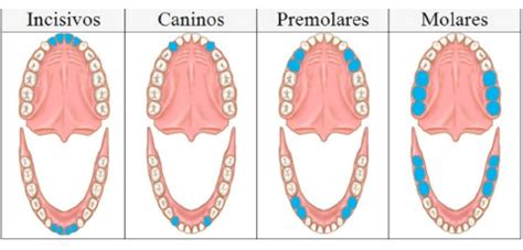 Etapas Y Cronolog A Erupci N Dentaria Blog Policl Nica Comarcal Vendrell
