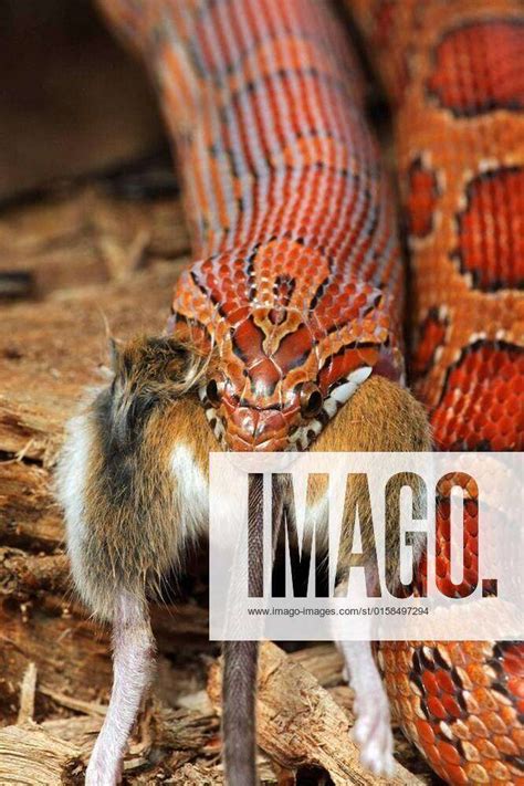 Corn Snake Pantherophis Guttatus Eating A Mouse Captive Formerly