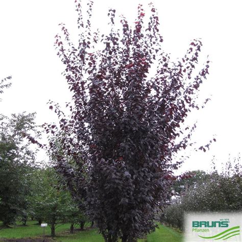 Prunus Cerasifera Nigra Prunier Myrobolan Pourpre Von Bruns Pflanzen