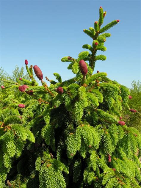 Ель обыкновенная (Picea abies) «Acrocona» - «Feel Green»