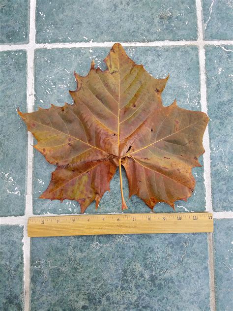 Leaf From A 300 Year Old Sycamore Tree Rabsoluteunits