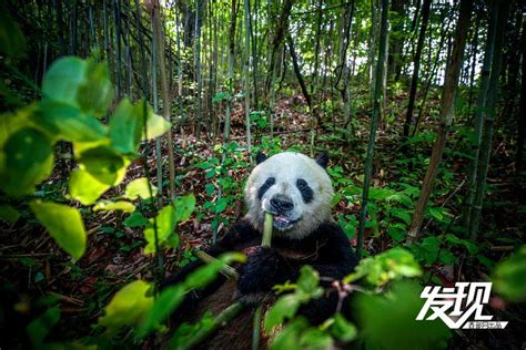 发现丨萌化了！秦岭野生大熊猫山间“赶笋” 陕西头条客户端