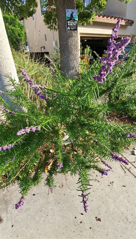 Hidden Treasures of a California Native Garden - Earthroots Field School