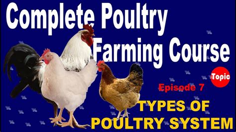 Types Of Poultry System How To Start Poultry Farm Episode 7 YouTube