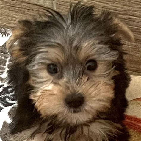 Yorkie Puppies Archives - Heavenly Puppies