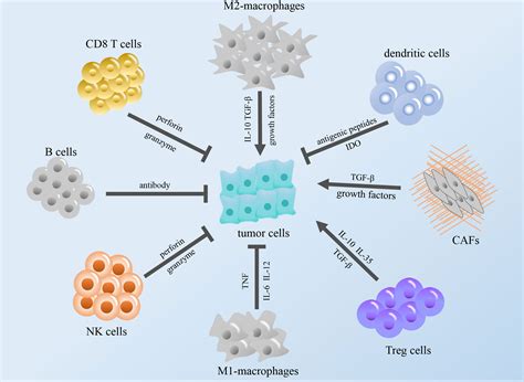 Frontiers Targeted Immunotherapies In Gastrointestinal Cancer From