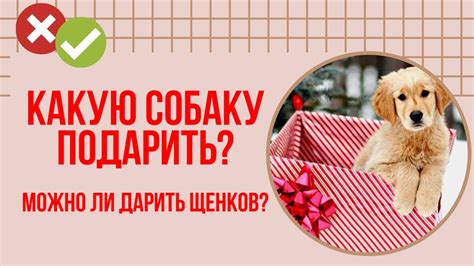 Какую собаку подарить маме? Собака в подарок. Можно ли дарить щенков ...
