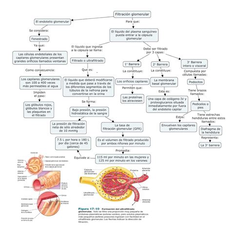 Que Es La Filtracion Glomerular 6