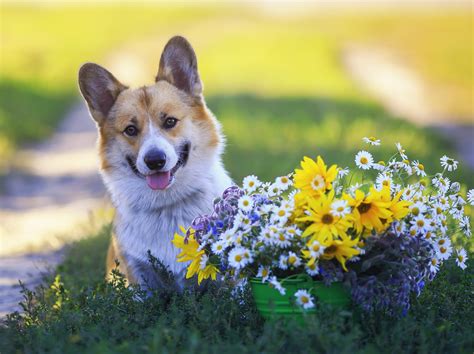 Keep Your Pets Safe By Avoiding Poisonous Flowers