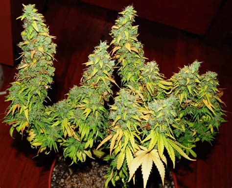 5 Ways To Increase Yields With Any Strain Grow Weed Easy