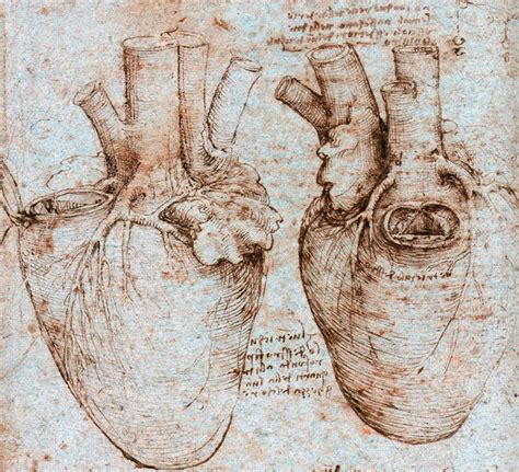 Leonardo Da Vinci Anatomía del cuerpo humano 700637 Anatomy art