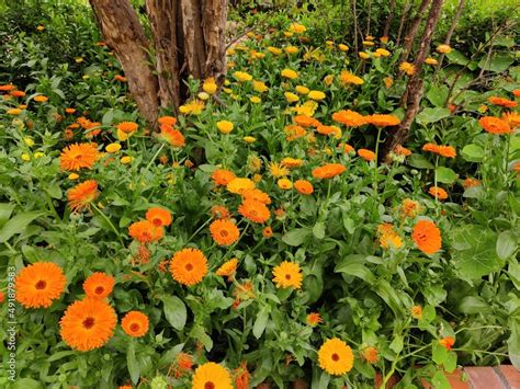 Calendula Officinalis Pot Marigold Common Marigold Ruddles Or Scotch Marigold Colourful