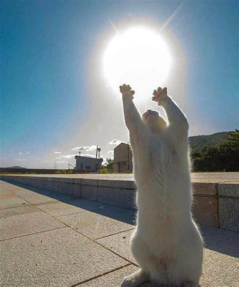 Psbattle Cat Grabbing The Sun Rphotoshopbattles